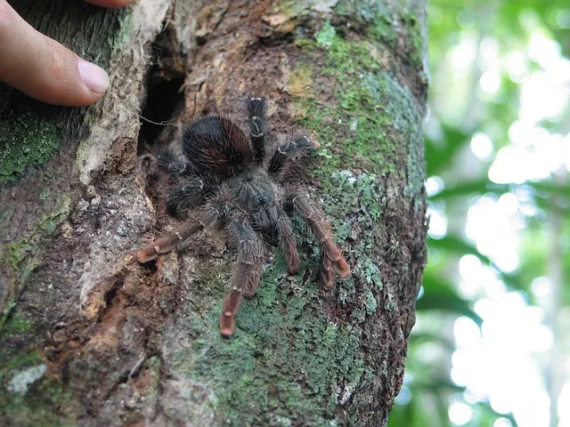 20765 jungle 2 jungle tarantula enclosure