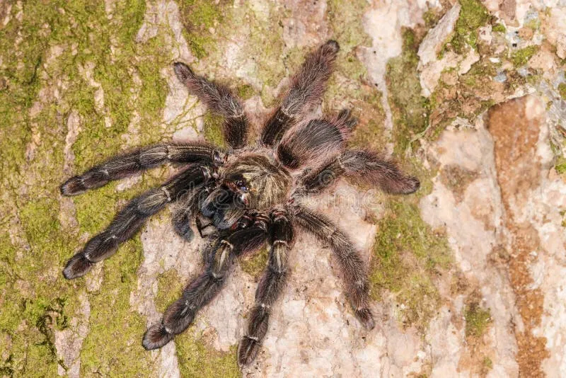 20765 jungle 2 jungle tarantula health