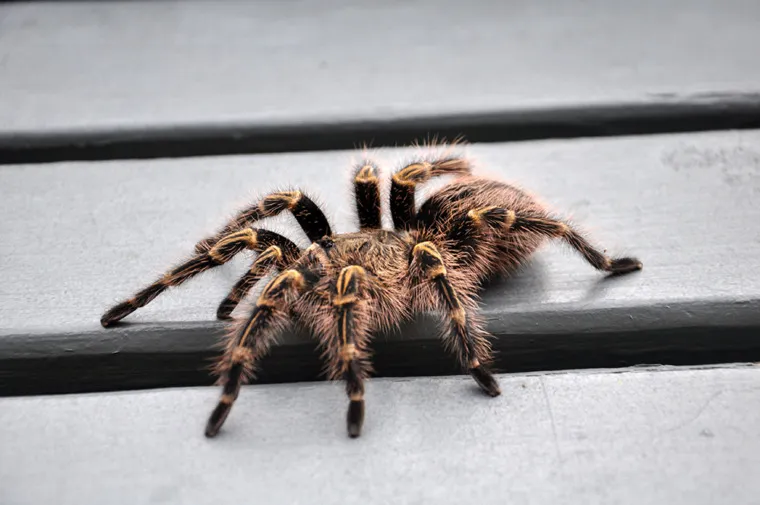 20765 jungle 2 jungle tarantula size