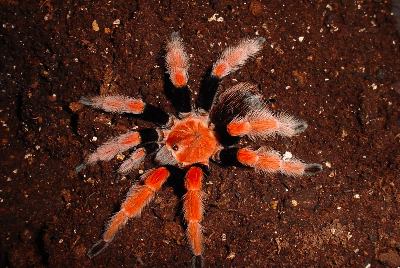 20766 pakistan tarantula feeding