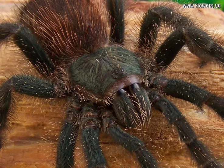 20766 tarantula behavior pakistan