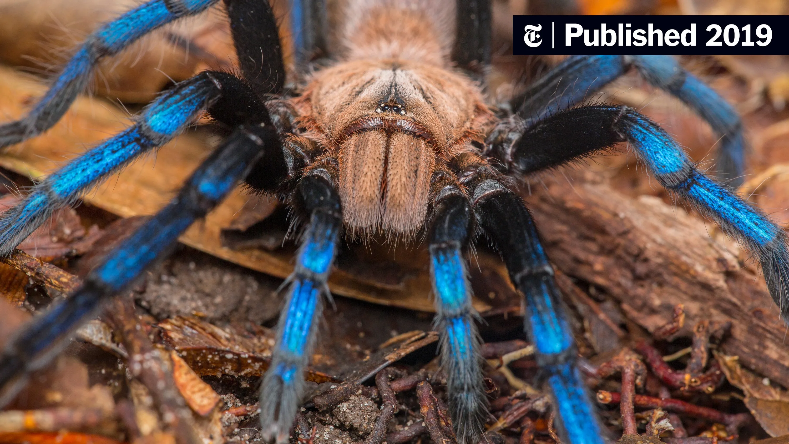 /img/20766-tarantula-conservation-pakistan.webp