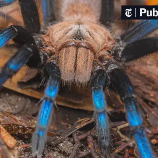 /img/20766-tarantula-conservation-pakistan.webp