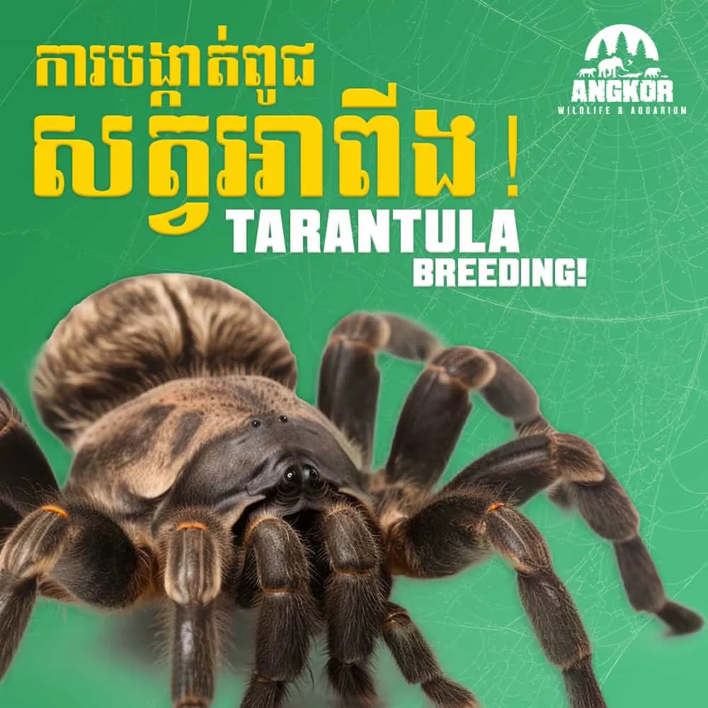 20766 tarantula habitat pakistan