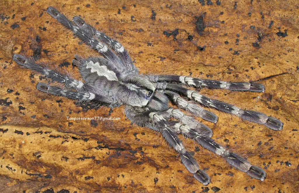 20766 tarantula pakistan overview