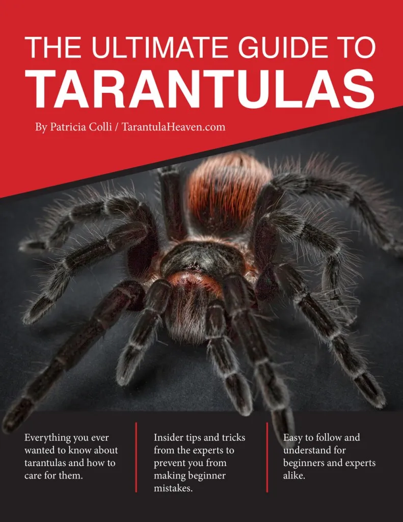 20768 tarantula feeding
