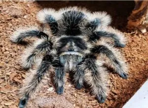 20773 baby curly hair tarantulas