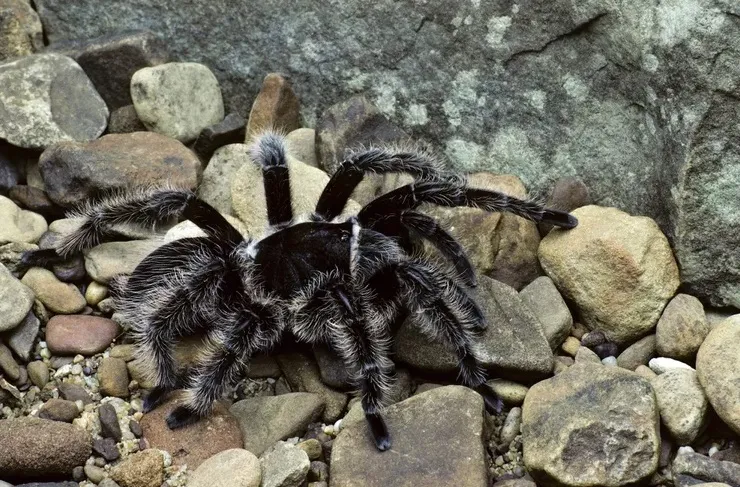 20773 female tarantula egg sac