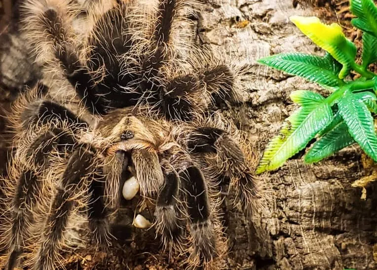 20773 tarantula mating challenges