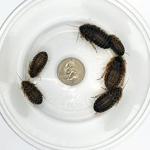 /img/20773-tarantula-safe-handling.webp