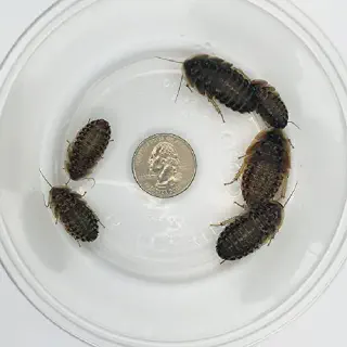 /img/20773-tarantula-safe-handling.webp