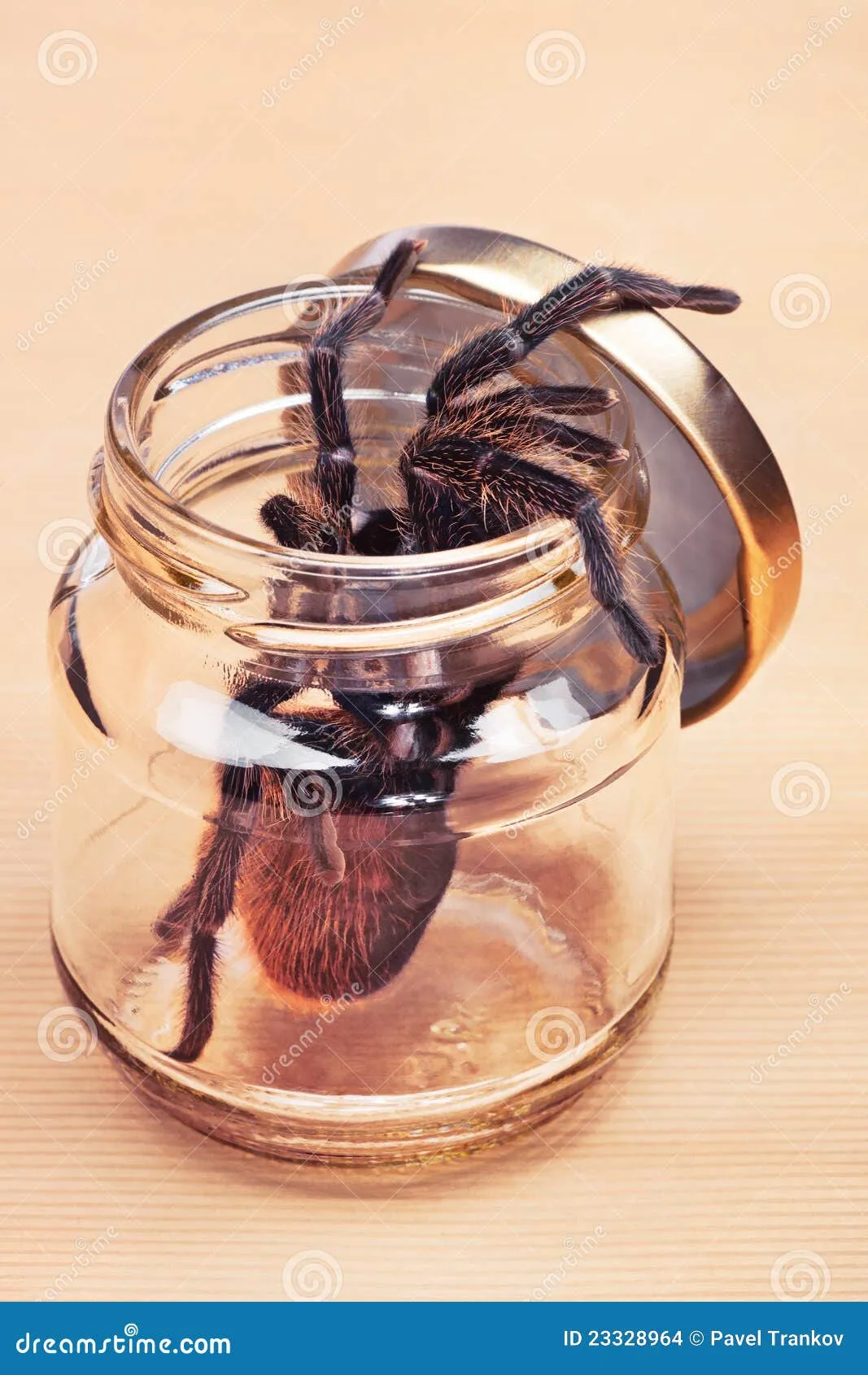 20777 non poisonous tarantula behavior