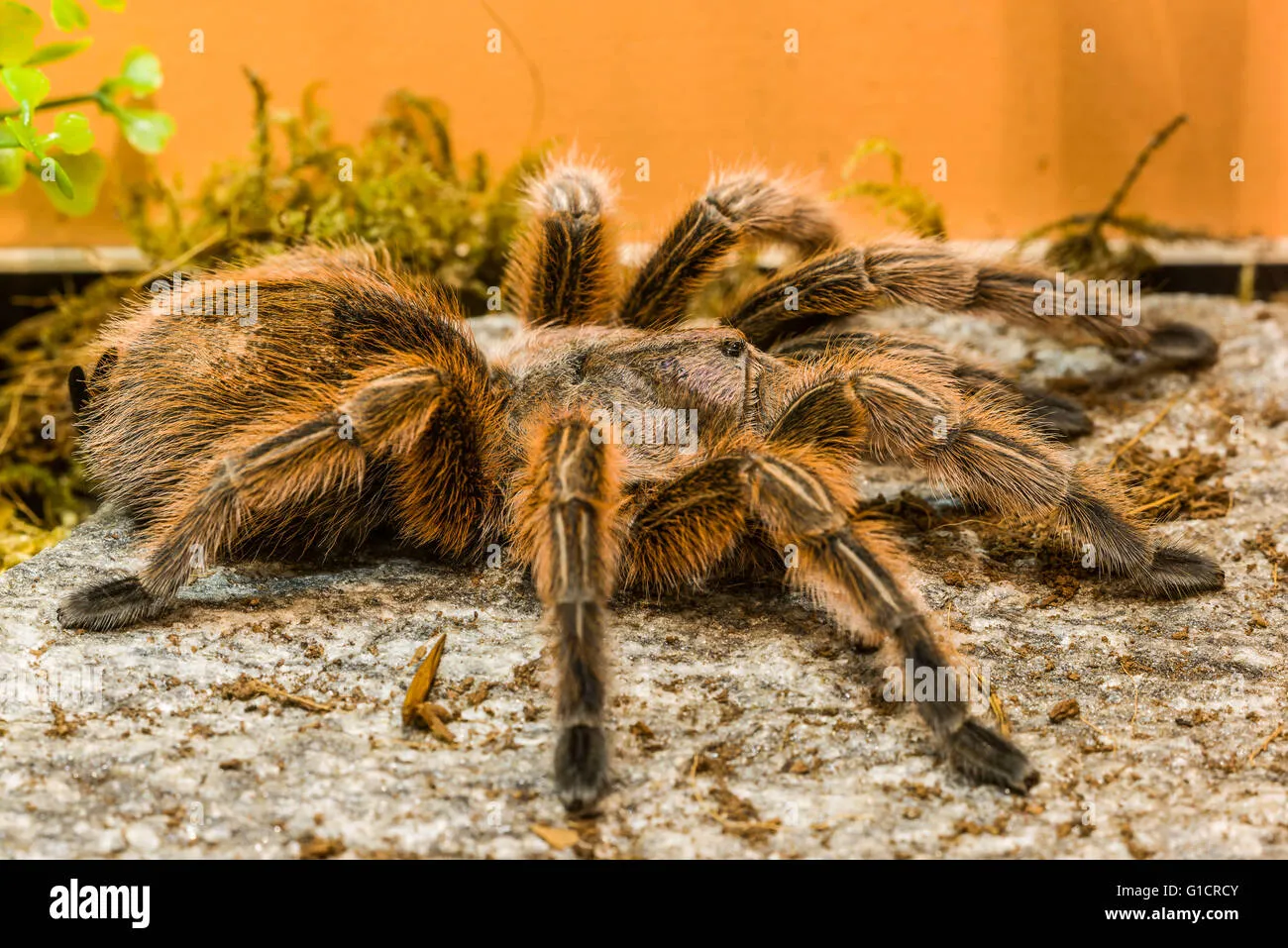 20777 non poisonous tarantula feeding