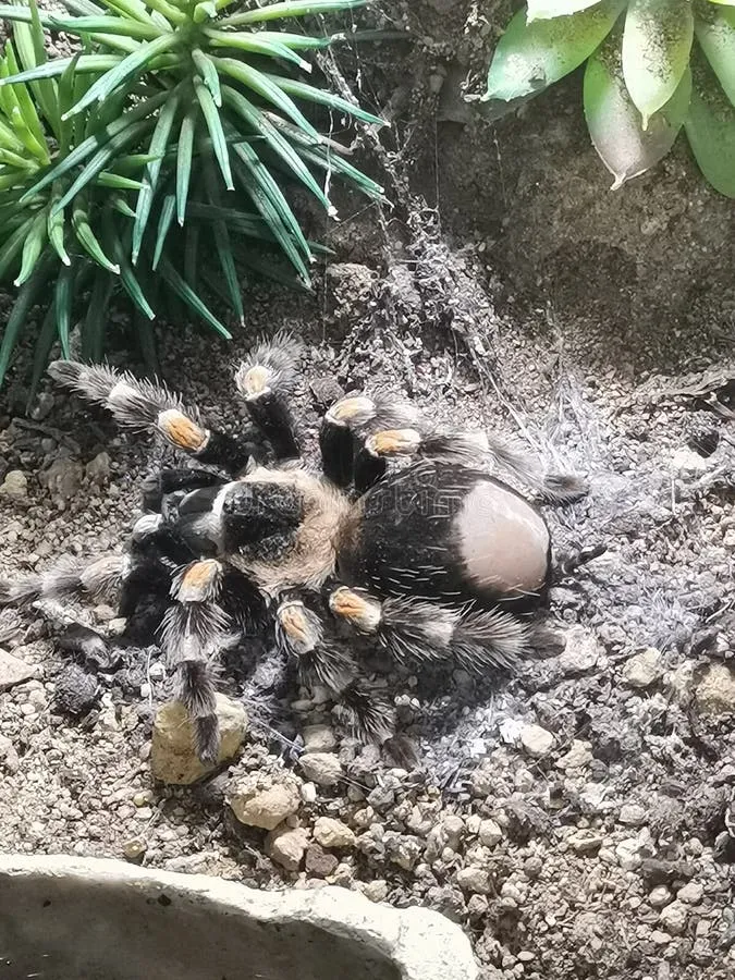 20777 non poisonous tarantula habitat