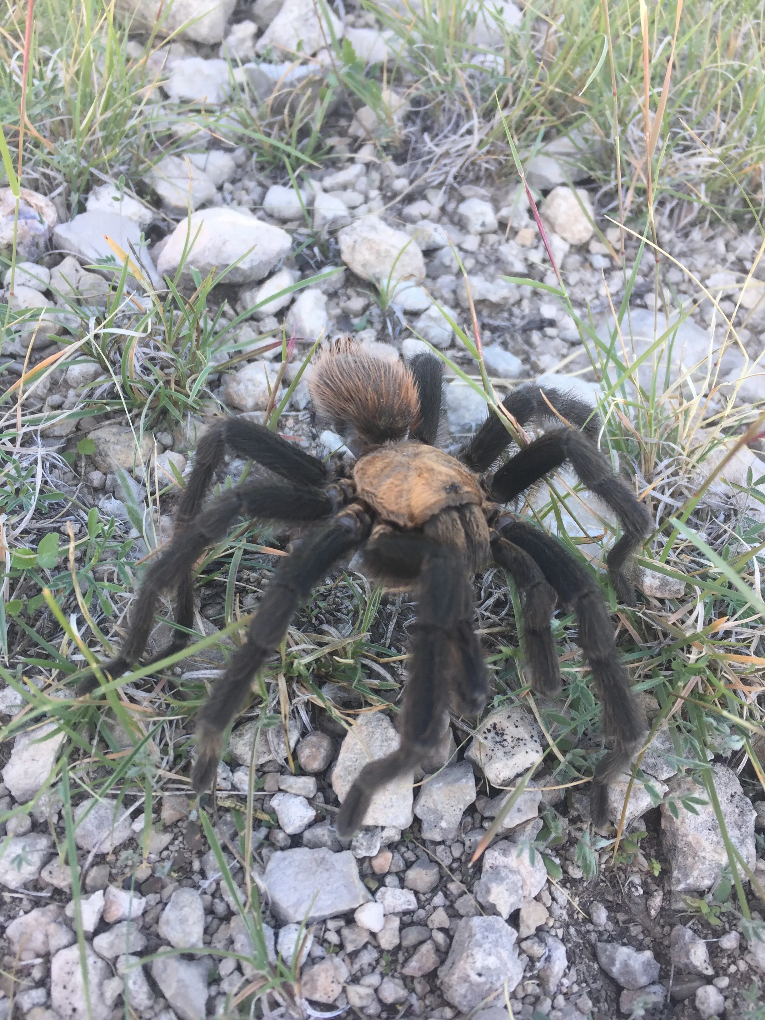 /img/20777-non-poisonous-tarantula-moulting.webp