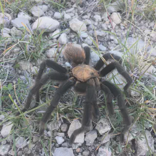/img/20777-non-poisonous-tarantula-moulting.webp