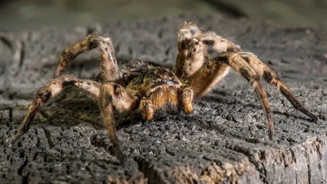 20779 healthy curly hair tarantula
