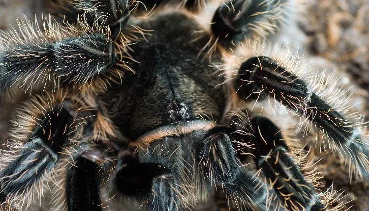 /img/20779-tarantula-feeding-guide.webp