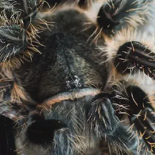 /img/20779-tarantula-feeding-guide.webp