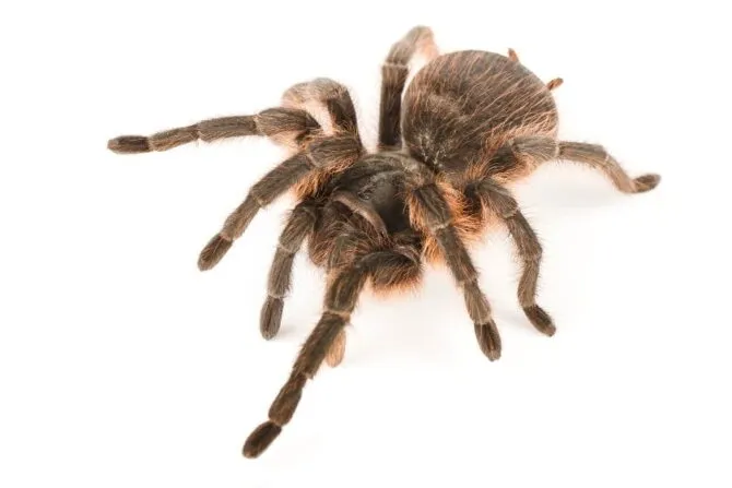 20779 tarantula molting