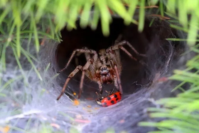 20779 tarantula water dish