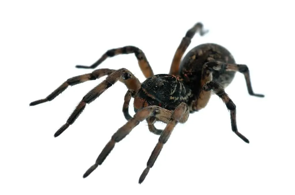 20781 tarantula 5e class