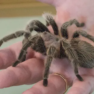 /img/20781-tarantula-5e-combat.webp