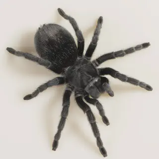 /img/20784-tarantula-enclosure.webp