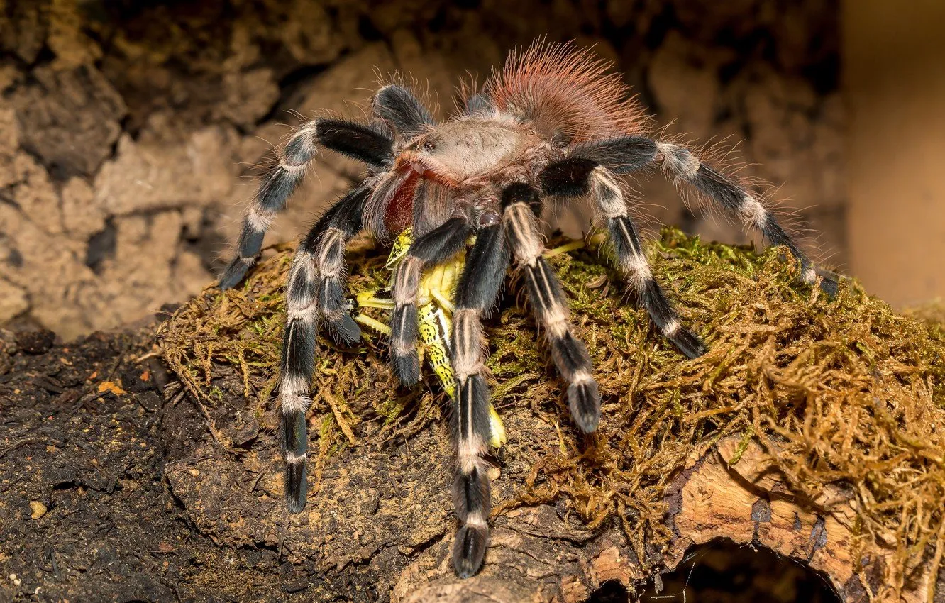 20784 tarantula feeding