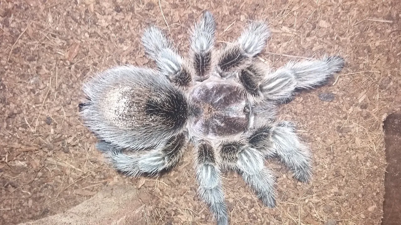 20784 tarantula handling