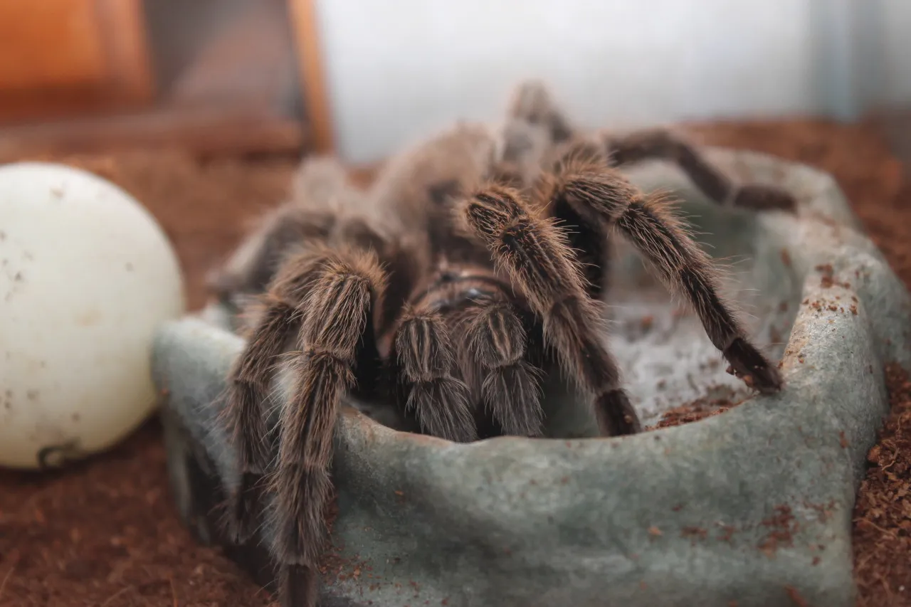 20784 tarantula health