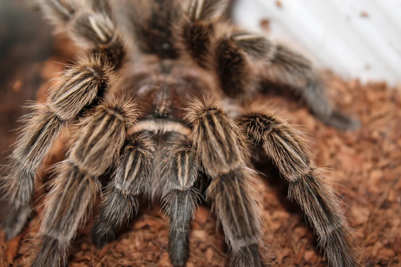 20784 tarantula species