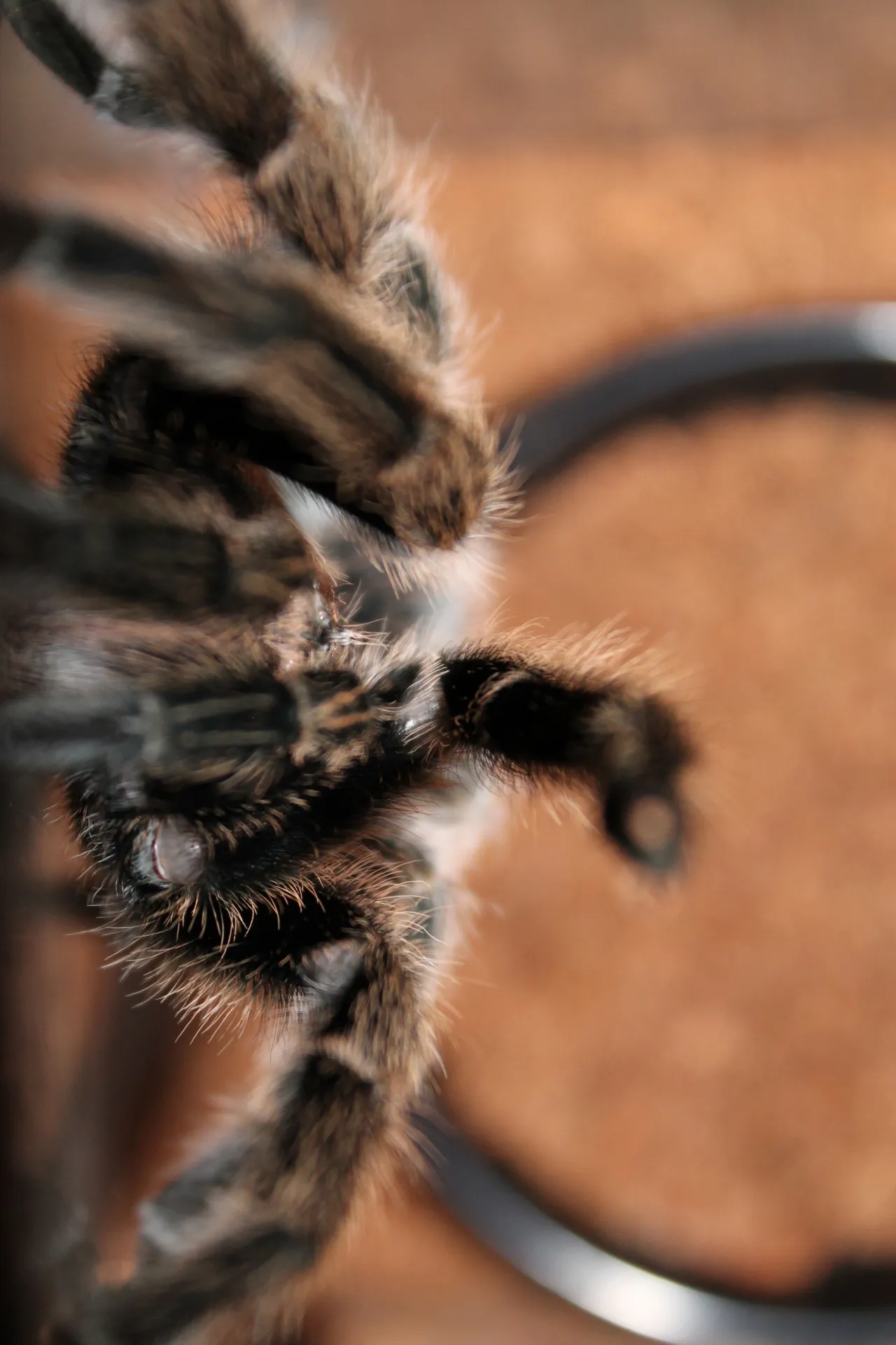 20784 tarantula water