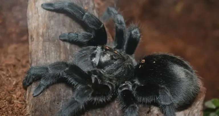 20786 new world tarantula
