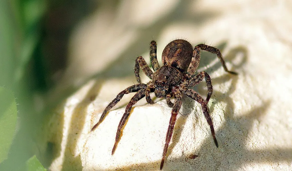 20786 old world tarantula