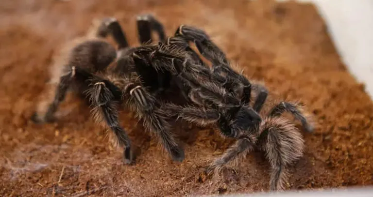 20786 tarantula spider closeup