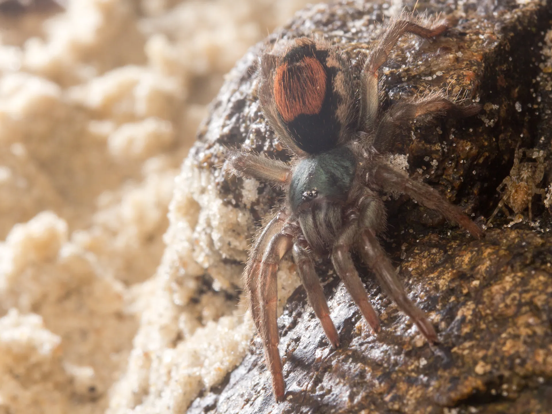 20786 tarantula spider enclosure