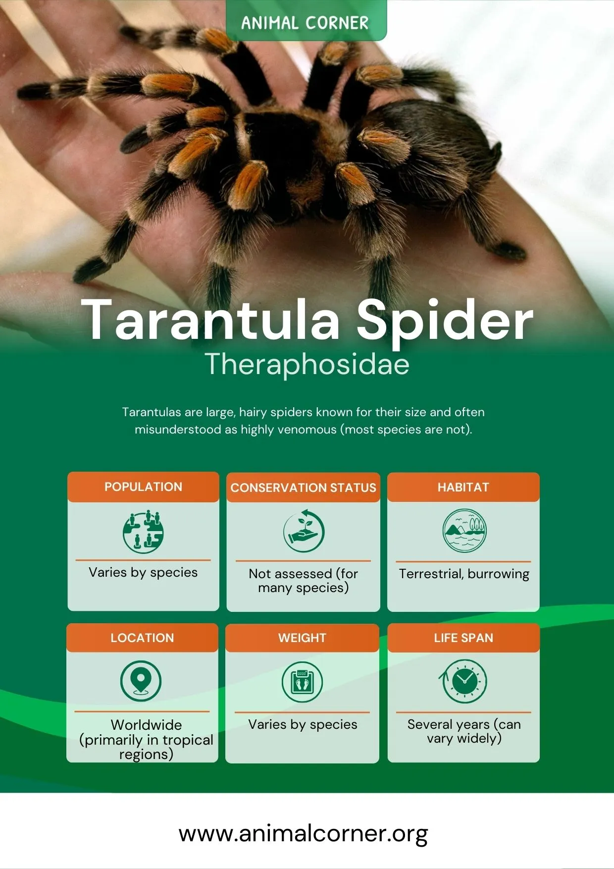 20786 tarantula spider female