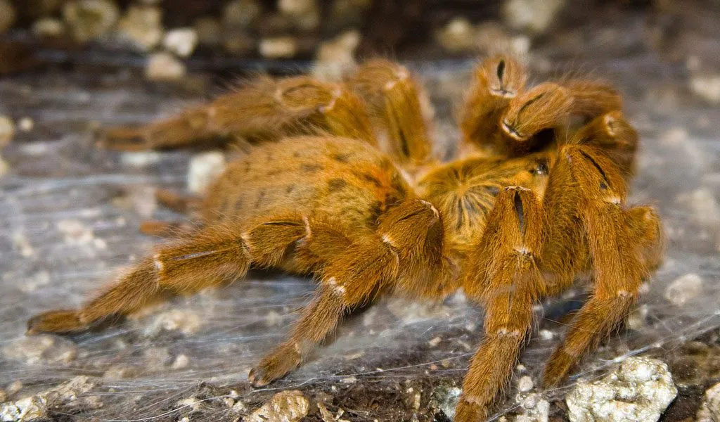 20786 tarantula spider male