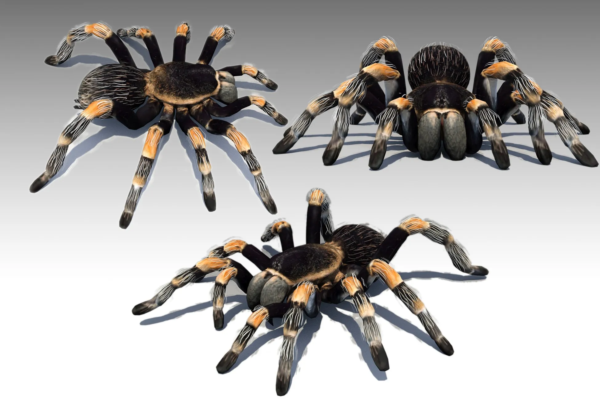 /img/20787-animatronic-tarantula-interactive.webp