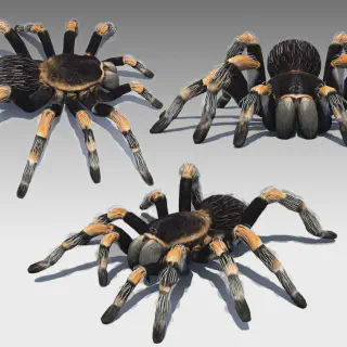 /img/20787-animatronic-tarantula-interactive.webp