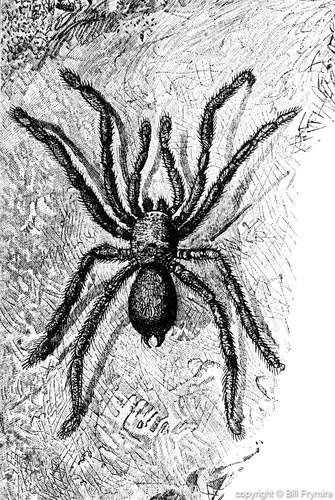 20788 tarantula close up