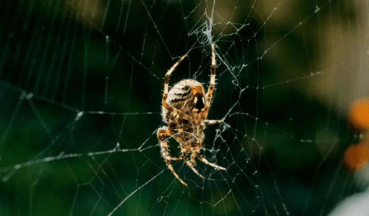 20788 tarantula hunting