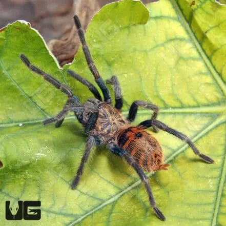 20790 feeding a gbb tarantula