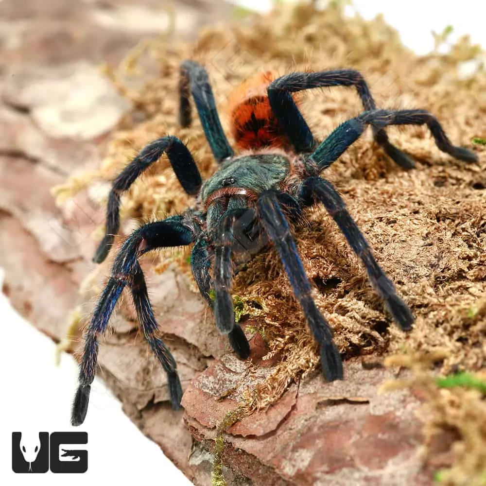 20790 gbb tarantula close up