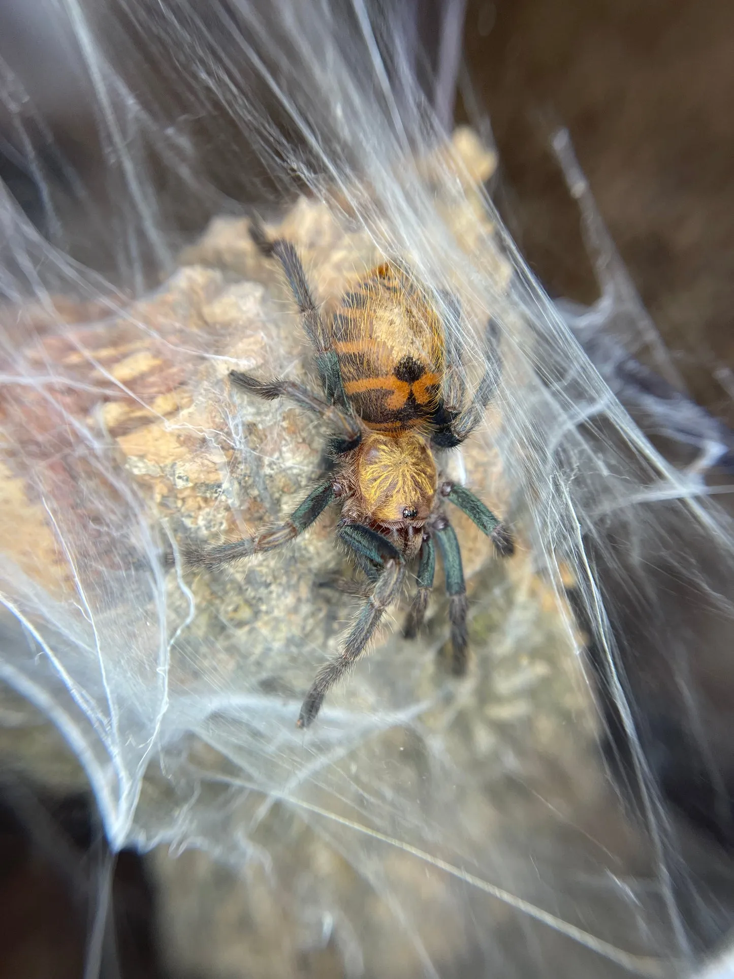 /img/20790-gbb-tarantula-in-habitat.webp