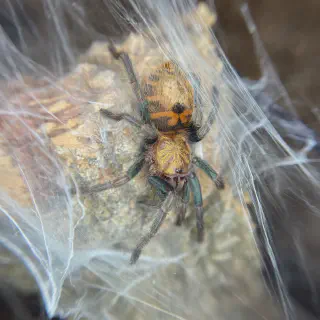 /img/20790-gbb-tarantula-in-habitat.webp