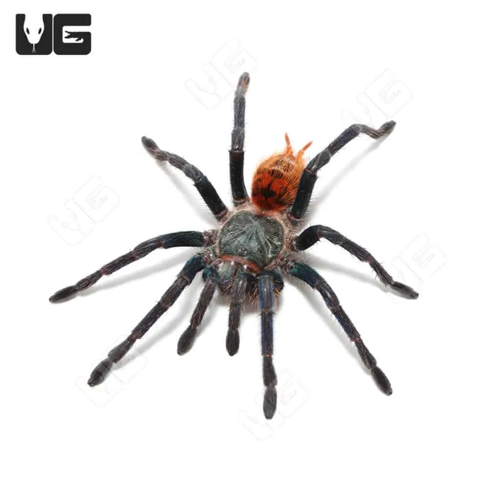 20790 handling a gbb tarantula