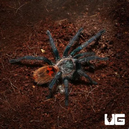 20790 old world tarantula vs new world
