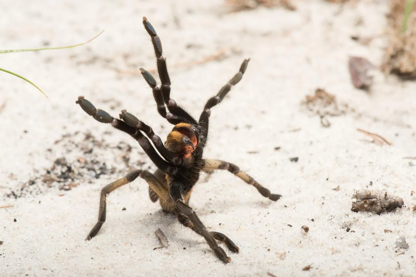 20791 baby tarantula south africa